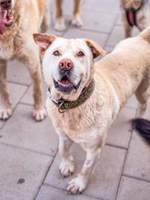 MAESTRO, Hund, Mischlingshund in Slowakische Republik - Bild 6