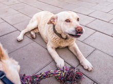 MAESTRO, Hund, Mischlingshund in Slowakische Republik - Bild 9