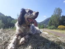 NAKOA, Hund, English Setter in Spanien - Bild 5