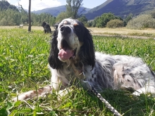 NAKOA, Hund, English Setter in Spanien - Bild 6