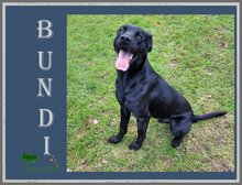 BUNDI, Hund, Mischlingshund in Overath - Bild 4
