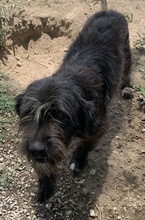 ISIS, Hund, Mischlingshund in Griechenland - Bild 10