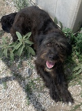 ISIS, Hund, Mischlingshund in Griechenland - Bild 5