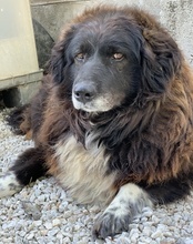 ZORAYA, Hund, Mischlingshund in Griechenland - Bild 11