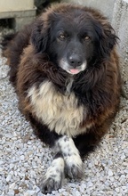 ZORAYA, Hund, Mischlingshund in Griechenland - Bild 14