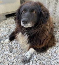 ZORAYA, Hund, Mischlingshund in Griechenland - Bild 15