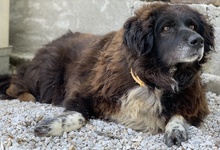 ZORAYA, Hund, Mischlingshund in Griechenland - Bild 2