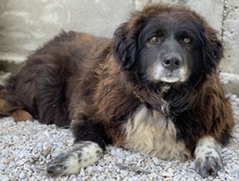 ZORAYA, Hund, Mischlingshund in Griechenland - Bild 3