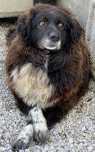 ZORAYA, Hund, Mischlingshund in Griechenland - Bild 4