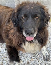 ZORAYA, Hund, Mischlingshund in Griechenland - Bild 5