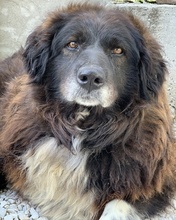 ZORAYA, Hund, Mischlingshund in Griechenland - Bild 8