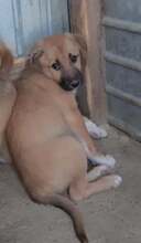 FELIX, Hund, Mischlingshund in Rumänien - Bild 3