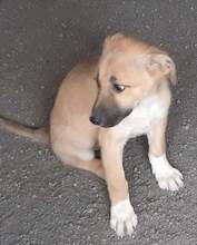 FELIX, Hund, Mischlingshund in Rumänien - Bild 5