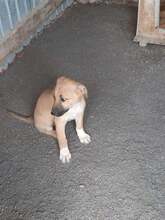 FELIX, Hund, Mischlingshund in Rumänien - Bild 6