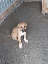 FELIX, Hund, Mischlingshund in Rumänien - Bild 8