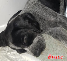 BRUCE, Hund, Mischlingshund in Italien - Bild 1