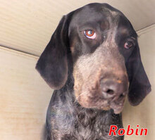 ROBIN, Hund, Deutsch Kurzhaar-Mix in Italien - Bild 18