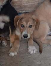 BENJI, Hund, Mischlingshund in Rumänien - Bild 1