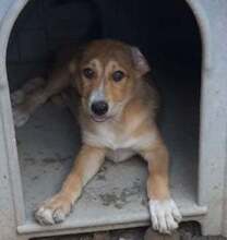 BENJI, Hund, Mischlingshund in Rumänien - Bild 3