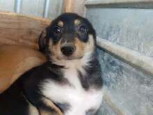 PIPPA, Hund, Mischlingshund in Rumänien - Bild 1