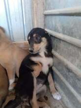 PIPPA, Hund, Mischlingshund in Rumänien - Bild 2