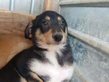 PIPPA, Hund, Mischlingshund in Rumänien - Bild 3