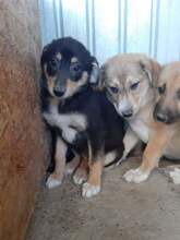 PIPPA, Hund, Mischlingshund in Rumänien - Bild 5