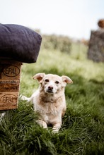 TIKKA, Hund, Mischlingshund in Kroatien - Bild 2