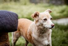 TIKKA, Hund, Mischlingshund in Kroatien - Bild 3