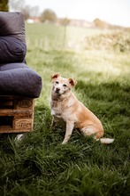 TIKKA, Hund, Mischlingshund in Sonsbeck