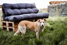 TIKKA, Hund, Mischlingshund in Sonsbeck - Bild 4