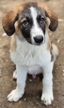 ZISCO, Hund, Mischlingshund in Griechenland - Bild 1
