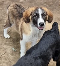 ZISCO, Hund, Mischlingshund in Griechenland - Bild 2
