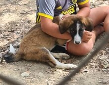 ZISCO, Hund, Mischlingshund in Griechenland - Bild 8