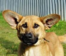 USCHKO, Hund, Mischlingshund in Slowakische Republik - Bild 1