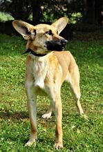 USCHKO, Hund, Mischlingshund in Slowakische Republik - Bild 2
