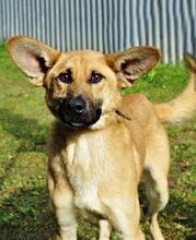 USCHKO, Hund, Mischlingshund in Slowakische Republik - Bild 3