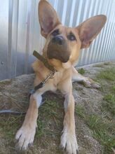 USCHKO, Hund, Mischlingshund in Slowakische Republik - Bild 4