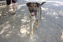KACSI, Hund, Mischlingshund in Ungarn - Bild 1