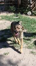 KACSI, Hund, Mischlingshund in Ungarn - Bild 3