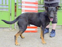 KASIMIR, Hund, Mischlingshund in Slowakische Republik - Bild 2