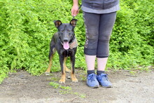KASIMIR, Hund, Mischlingshund in Slowakische Republik - Bild 6