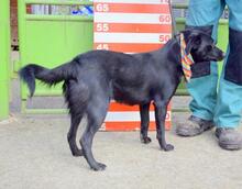 ACIRO, Hund, Mischlingshund in Slowakische Republik - Bild 2
