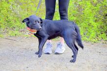 ACIRO, Hund, Mischlingshund in Slowakische Republik - Bild 6