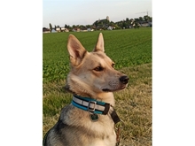 FENELLA, Hund, Mischlingshund in Morbach - Bild 1