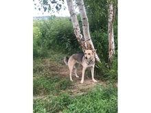FENELLA, Hund, Mischlingshund in Morbach - Bild 5