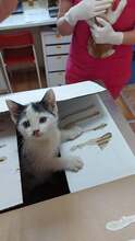 ADDY, Katze, Hauskatze in Bulgarien - Bild 2