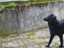 NORA, Hund, Mischlingshund in Sinzheim - Bild 35