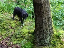 NORA, Hund, Mischlingshund in Sinzheim - Bild 41