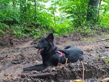 NORA, Hund, Mischlingshund in Sinzheim - Bild 45
